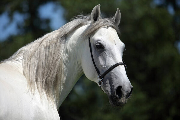 Pure Spanish Horse or PRE, dapple gray mare portrait against dark background