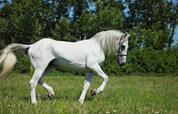 Caballo Blanco Andaluz Galopando Prado —  Fotos de Stock