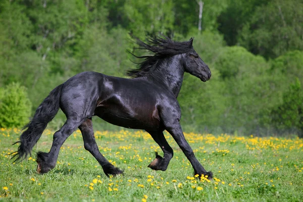 Black Friesian Horse Runs Gallop Freedom — Stock Photo, Image