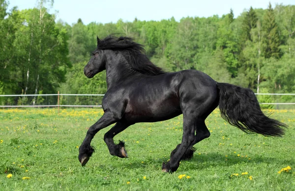 Zwart Fries Paard Galoppeert Vrijheid — Stockfoto
