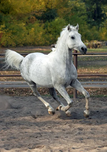 牧場パドックでの白いアラビアのレース馬のギャロップ — ストック写真