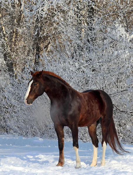 Brun Hest Vinteren – stockfoto