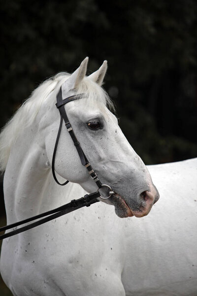 Белый андалузский портрет лошади 