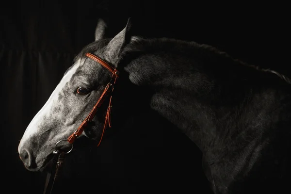 Cavalo Espanhol Puro Pre Retrato Contra Fundo Escuro Estável — Fotografia de Stock