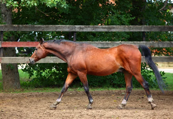 Vrouw Paardrijden Sportieve Dressuur Paard Het Pad Avond — Stockfoto