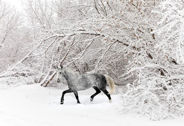 美丽的苹果灰色和金黄色的马在冬天的树林里飞奔 — 图库照片