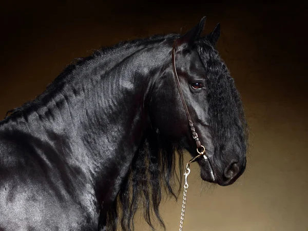 stock image Black Baroque long haired friesian horse in dark stable indoor