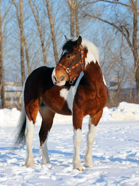 Красива Фарба Коня Зимовому Сніжному Парку — стокове фото