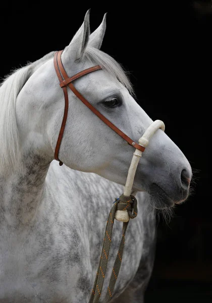 Cavalo Espanhol Puro Pre Retrato Contra Fundo Claro — Fotografia de Stock