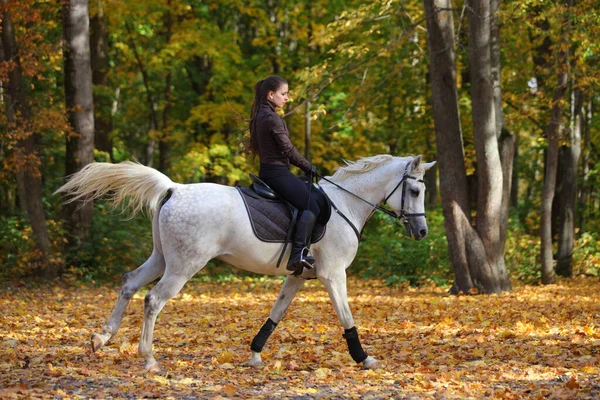 Paardensport Meisje Rijden Grijs Arabisch Paard Herfst Bossen — Stockfoto