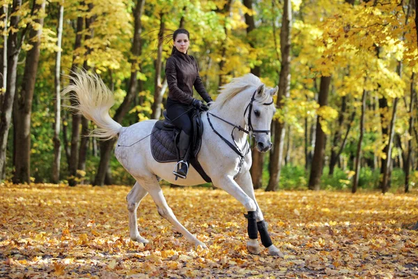 Krásná Mladá Žena Cválající Arabský Kůň Podzim Žluté Lesy Stock Obrázky