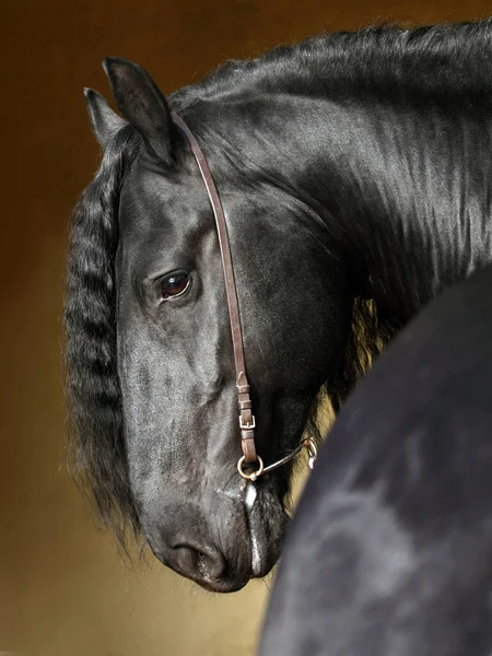 Preto Friesian Cavalo Retrato Escuro Estável — Fotografia de Stock