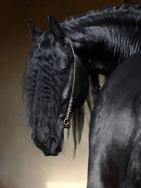 Preto Friesian Cavalo Retrato Escuro Estável — Fotografia de Stock