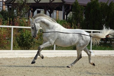 Dapple-Grey Endülüs atı çiftliğin yakınlarında dörtnala koşuyor. 