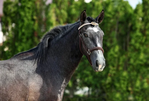 Apfelschimmeliges Andalusisches Pferdeporträt Der Nähe Der Ranch Der Anderen Seite — Stockfoto