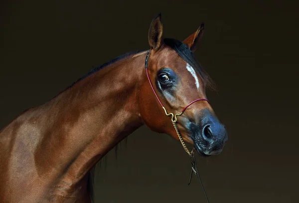 Cavalo Árabe Raça Pura Retrato Uma Égua Baia Com Freio — Fotografia de Stock