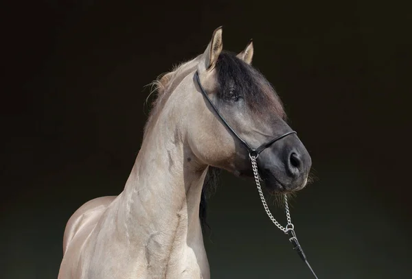 Rocky Mountain Horse Retrato Fundo Escuro Estável — Fotografia de Stock