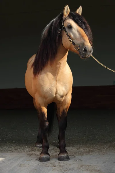 フィーノ馬の肖像画 スタッドファーム — ストック写真