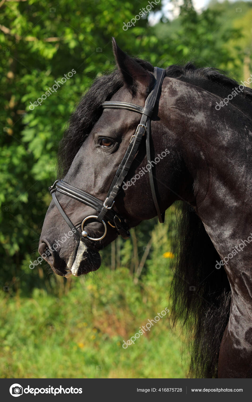Close Portrait Black Friesian Draft Horse Stock Photo by ©horsemen 416875728