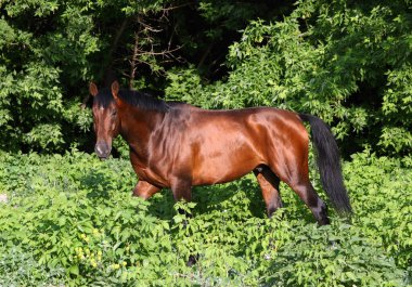 Safkan yarış atı akşam ormanlarında yürür.
