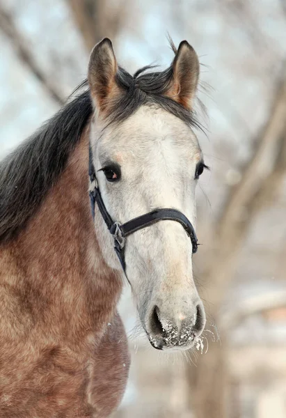 Cavalo Retrato Garanhão Cinza Fazenda Inverno — Fotografia de Stock