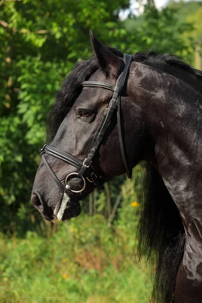 Close Retrato Preto Friesiano Cavalo Esboço — Fotografia de Stock