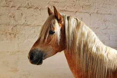 Tyrolean Haflinger horse standing in stall, North Tyrol, Austria clipart