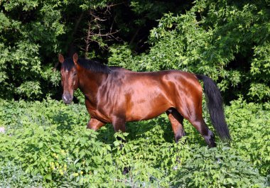 Ormanda koşan güzel at 