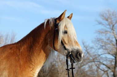 Haflinger atı kış ormanında 