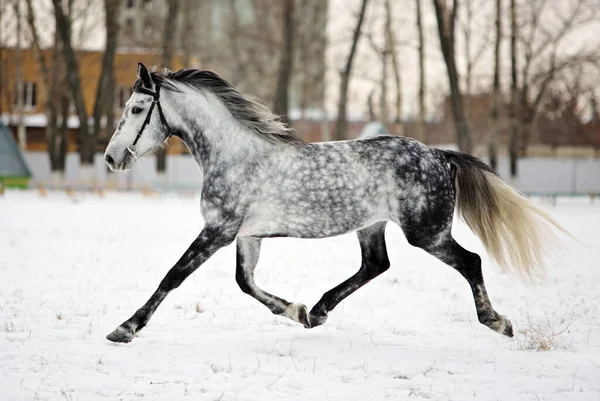 Cheval Gris Pomme Courant Dans Nouvelle Neige Tombée Dans Ferme — Photo