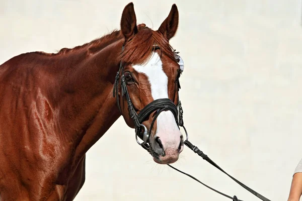 Хороший Спортивный Конь Светлом Фоне — стоковое фото