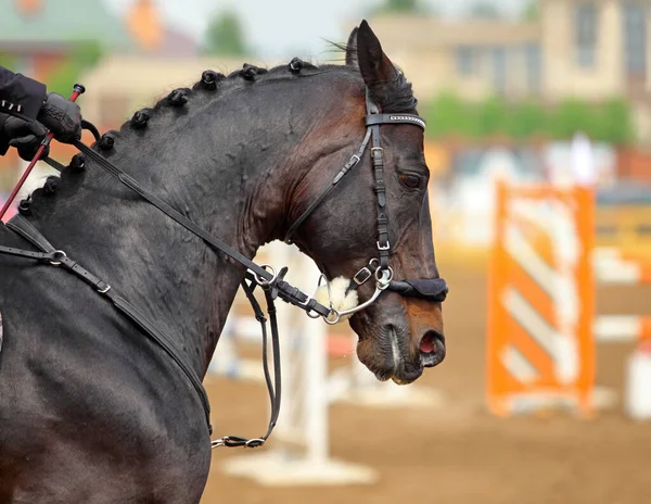 Piękny Rasowy Ujeżdżenie Konia Portret Tle Areny Sportowej — Zdjęcie stockowe