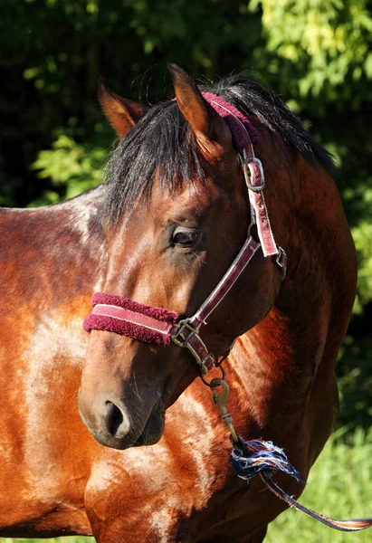 Bonito Puro Dressage Cavalo Retrato Esportes Arena Fundo — Fotografia de Stock