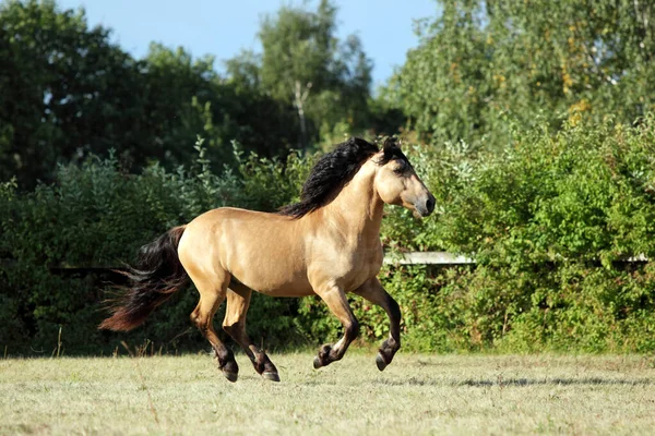 Proyecto Caballo Semental Galopando Velocidad Granja Semental Noche — Foto de Stock