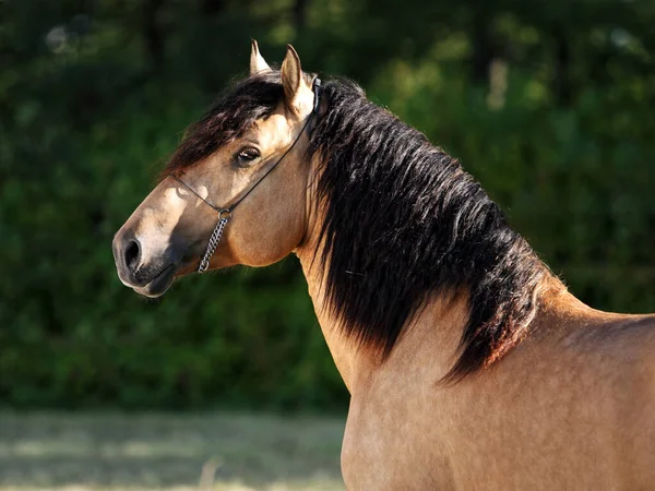 Retrato Garanhão Cavalo Cigano Vanner Fazenda Garanhão Noite — Fotografia de Stock