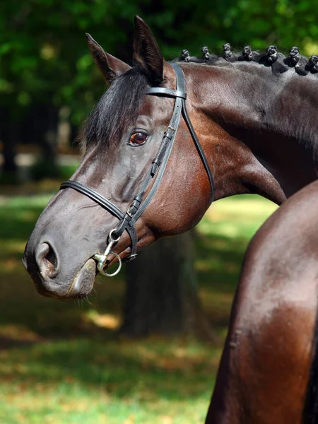 自然の中で徹底的に飼育された競走馬背景 — ストック写真