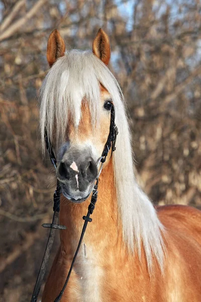 Cavalo Haflinger Floresta Inverno — Fotografia de Stock