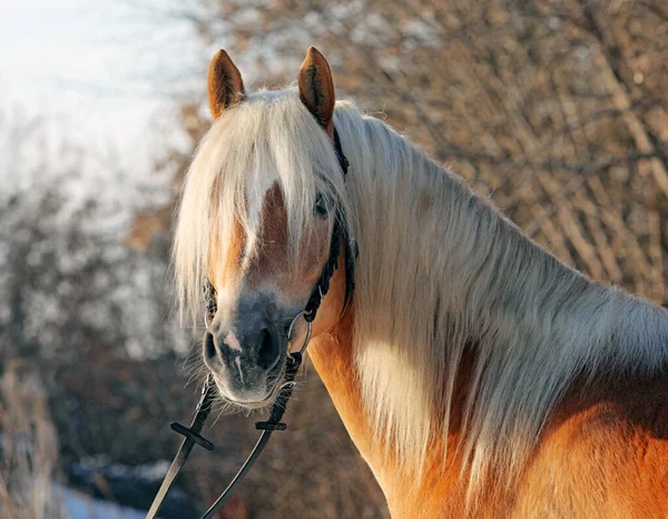 Cavalo Haflinger Floresta Inverno — Fotografia de Stock