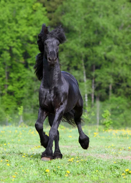 Cavalo Preto Frísio Com Crina Longa Fundo Outono — Fotografia de Stock