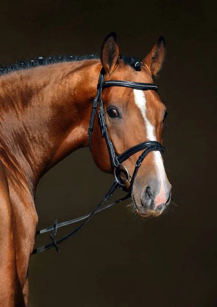 黒の安定した背景にドレッシングスポーツ馬の肖像画 低キー — ストック写真