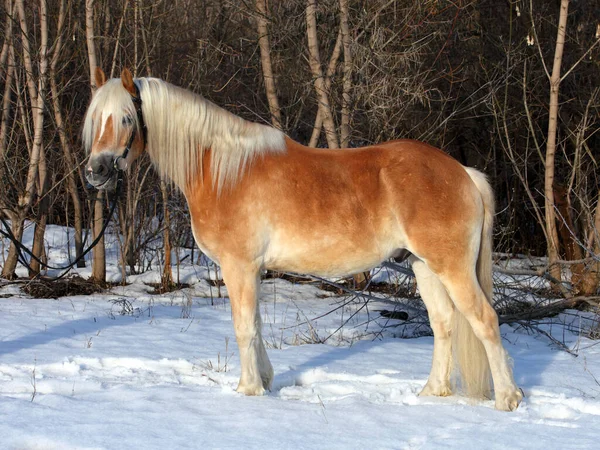 Cavalo Haflinger Floresta Inverno — Fotografia de Stock