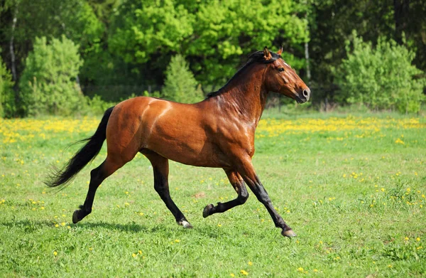 Krásný Kůň Běží Farmě — Stock fotografie