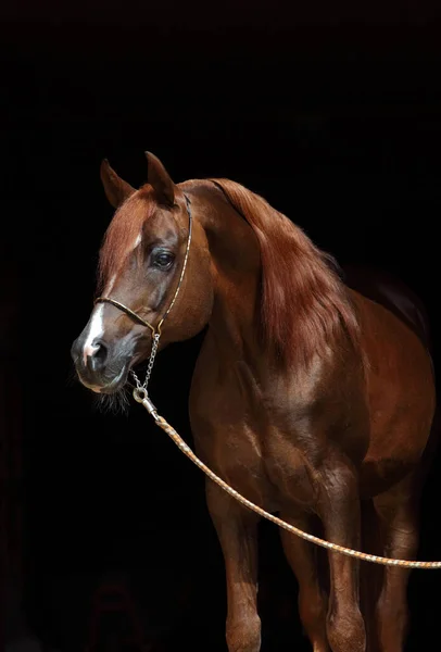 Tiro Cabeça Cavalo Árabe Baía Contra Fundo Escuro Estável — Fotografia de Stock