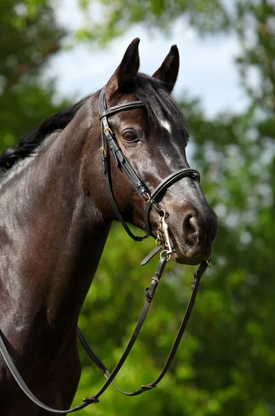 Dressage Portrait Cheval Sportif Plein Air — Photo