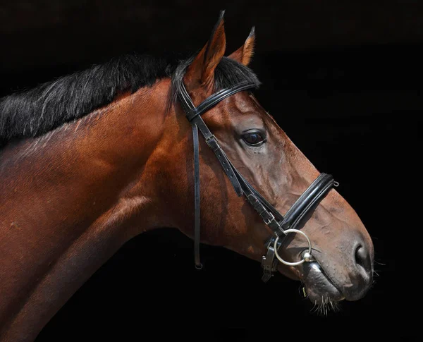 オランダの暖かいスポーツドレッシング馬低キー肖像画 — ストック写真