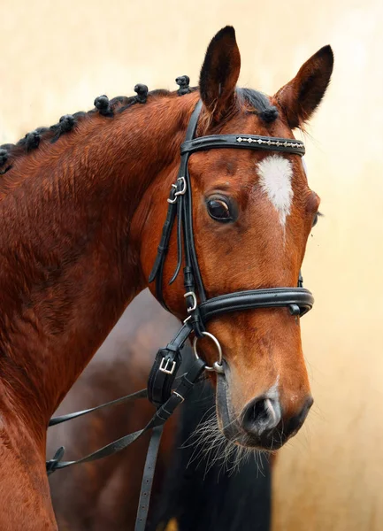 Cavalo Puro Baía Sangue Contra Fundo Parede Fazenda — Fotografia de Stock