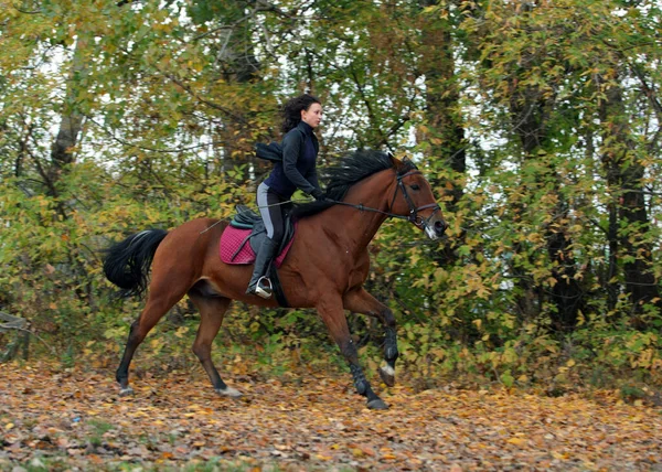 秋の夕方に森の道を馬に乗って乗馬の女の子 — ストック写真