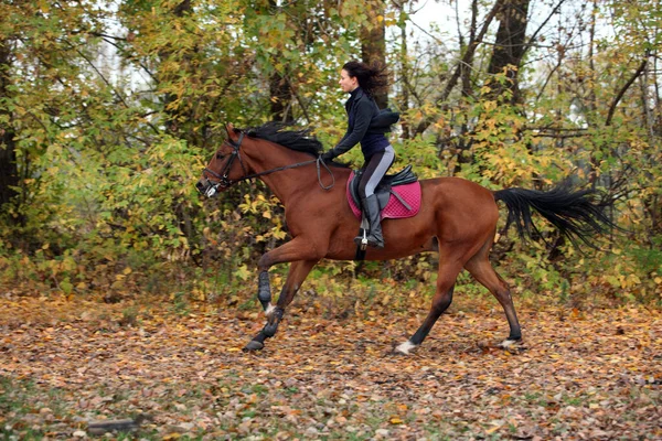 Equestrian Girl Riding Horse Forest Path Autumn Evening Stock Photo