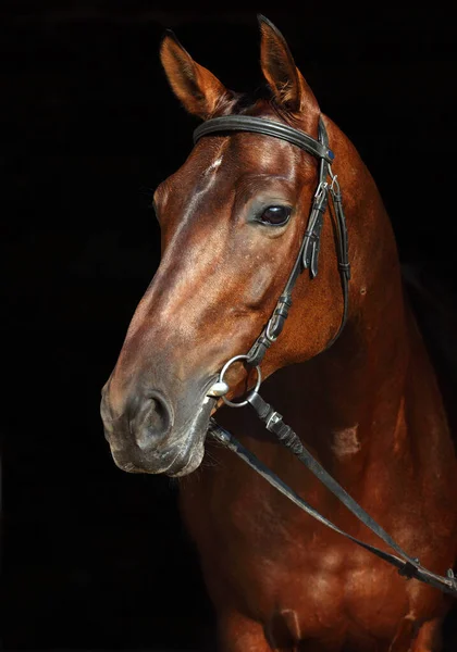 Dressage Portrait Cheval Sport Dans Fond Sombre Porte Stable — Photo