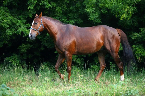 Beautiful Sports Horse Walks Forest Glade — Stock Photo, Image